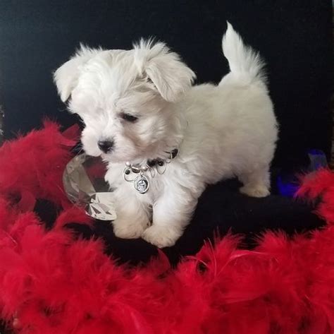 maltese dogs for sale in phoenix